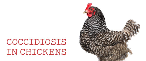 coccidiosis in chickens