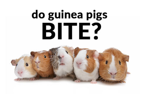 Do guinea pigs bite?