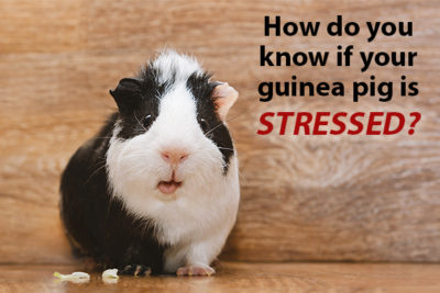 Curated visual reference: Is My Guinea Pig Stressed Photo Inspiration
