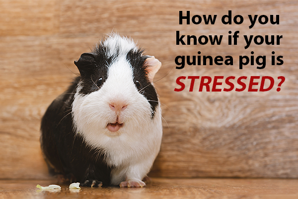 Guinea Pig Stress