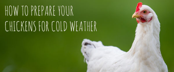 Prepare your chickens for cold weather