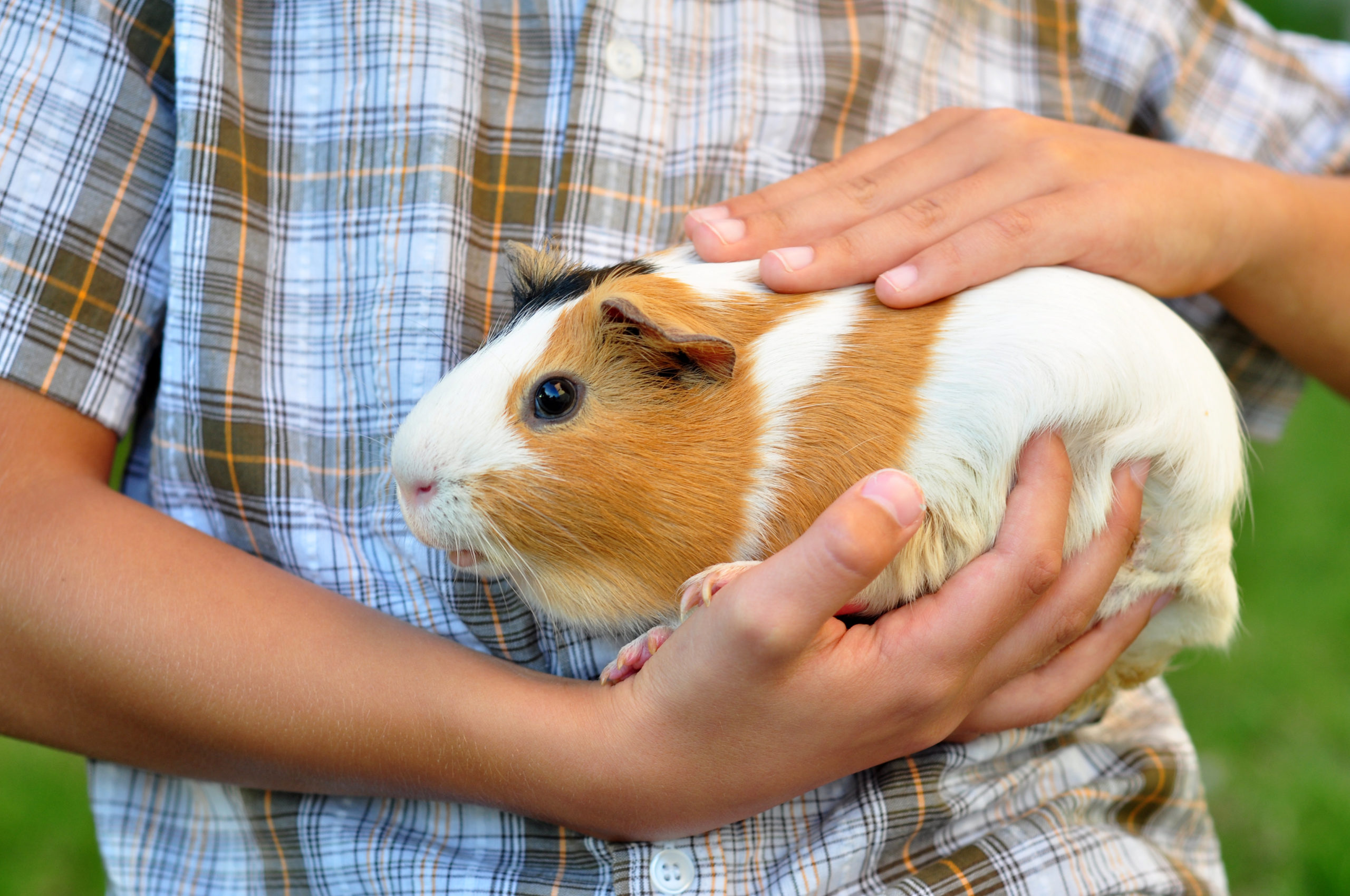 Why is my hot sale guinea pig biting