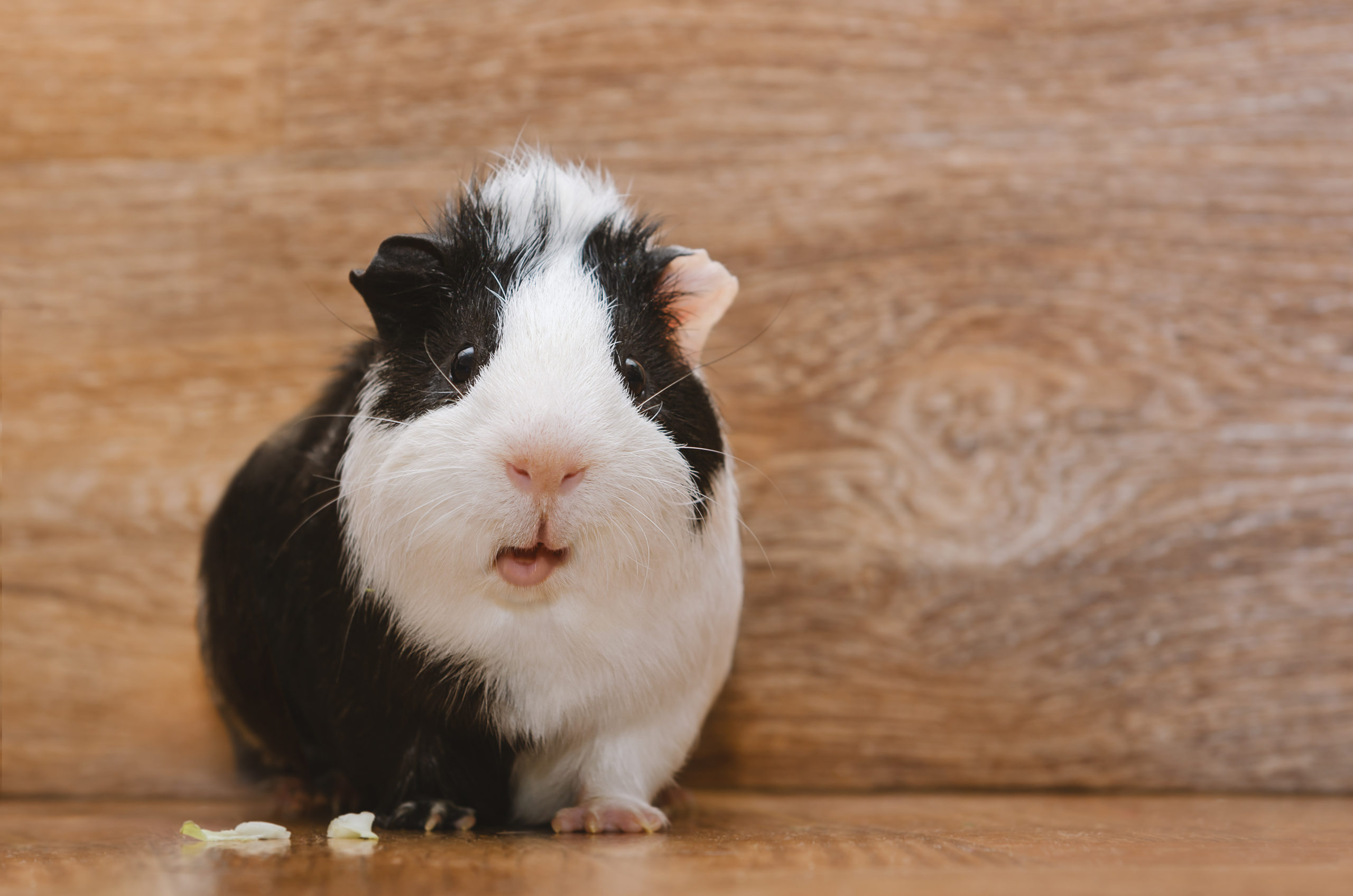 Is my guinea pig stressed?