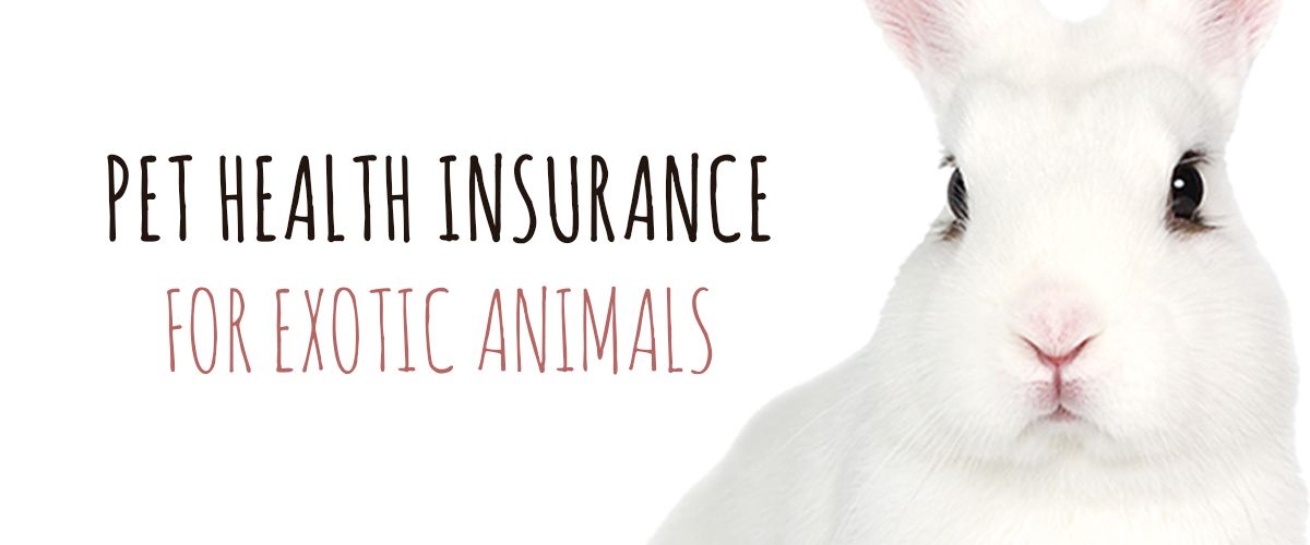 Pet Health Insurance for Exotic Animals | Small Pet Select