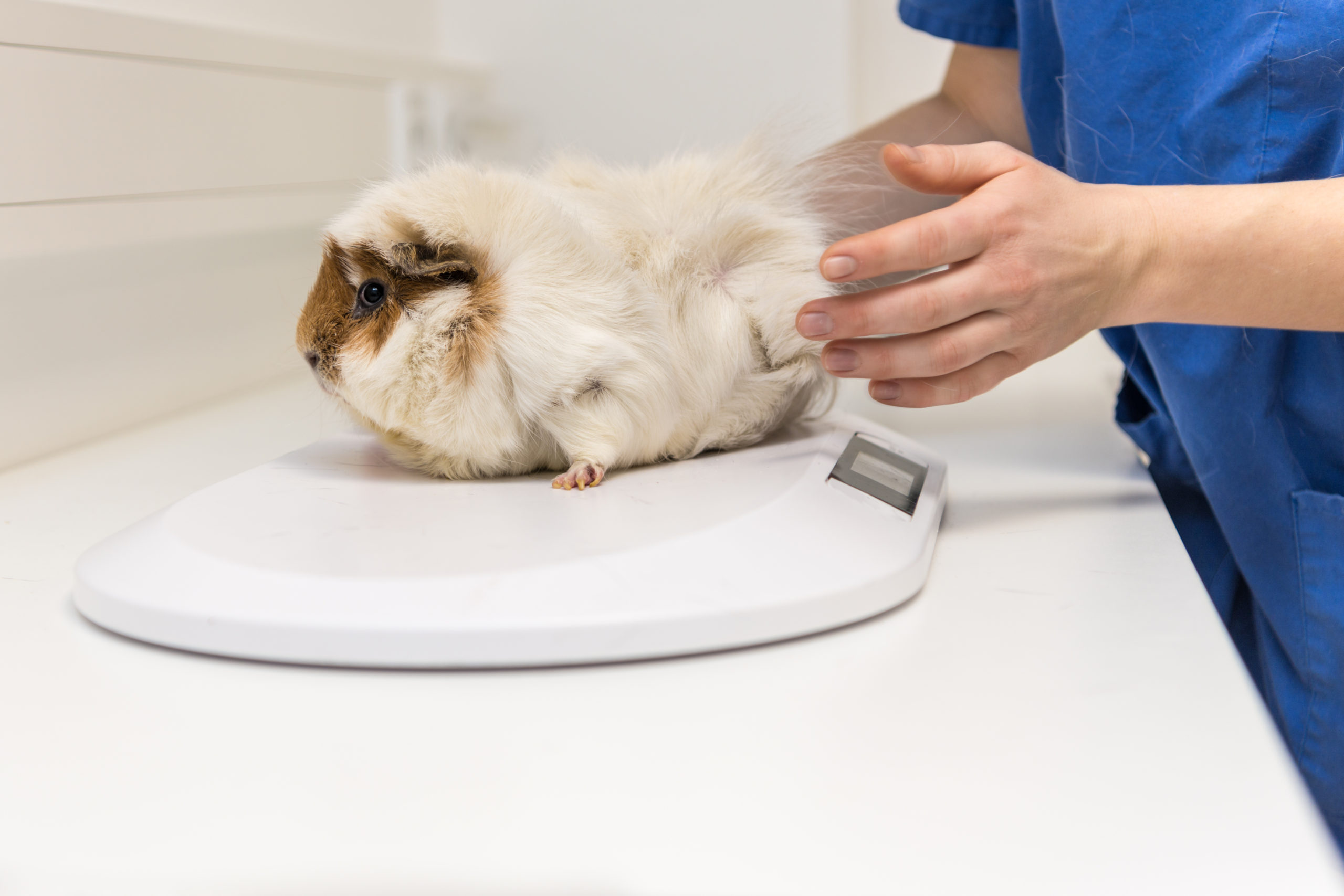Guinea pig on the scale at the vet
