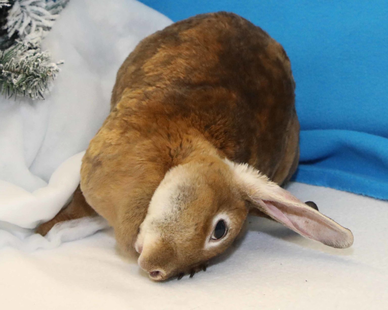 What is E.cuniculi? How Do Rabbits Get It? Small Pet Select