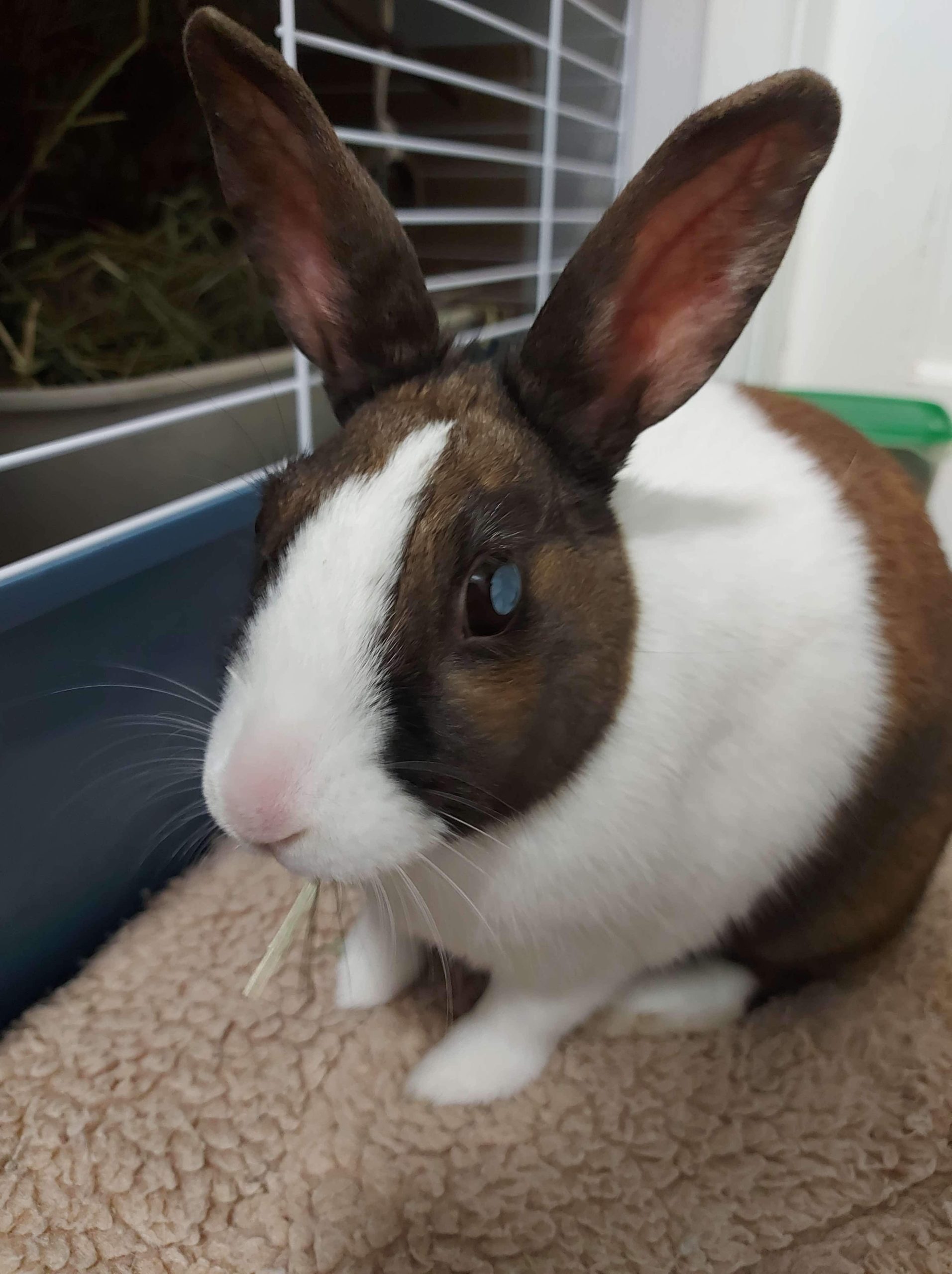 Rabbit with cataracts