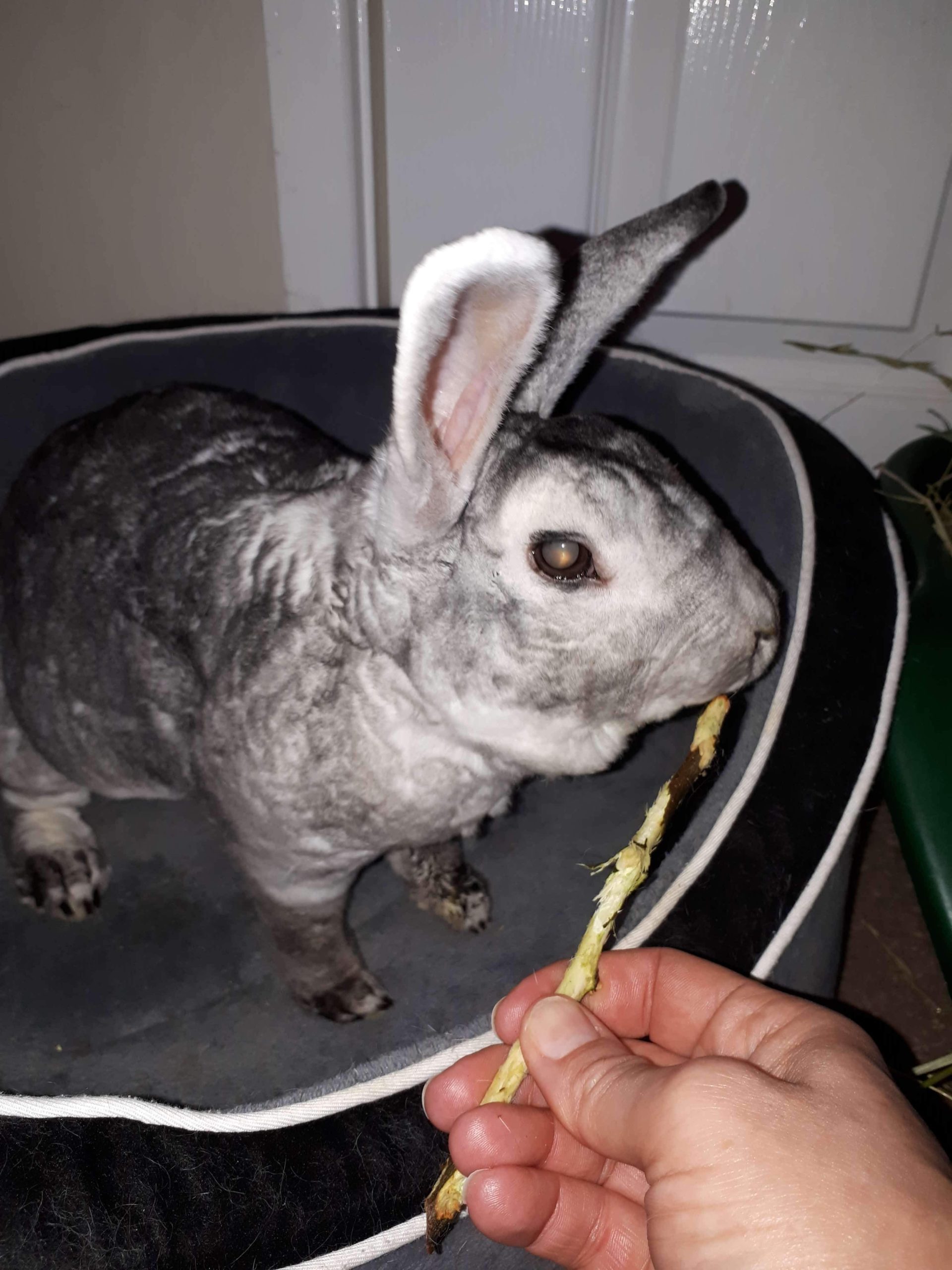 Rabbit with bilateral cateracts