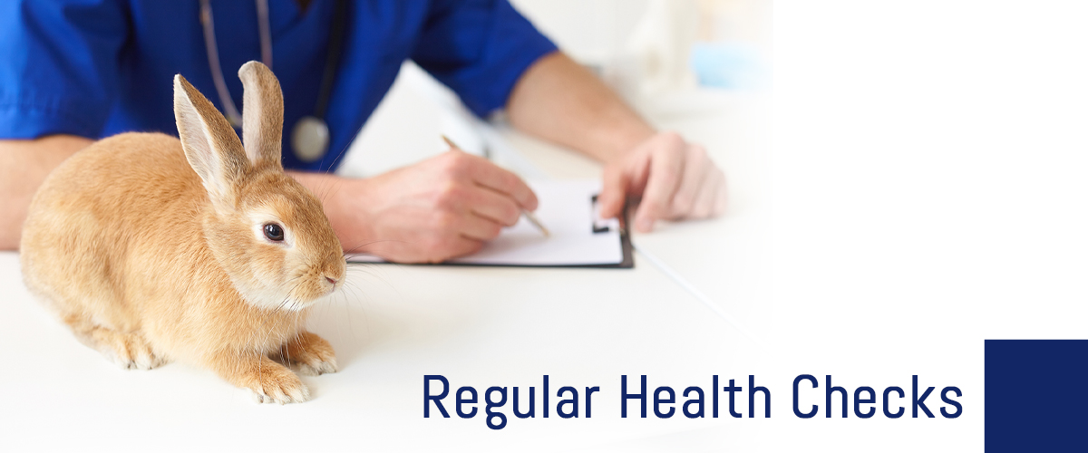 Simple Health Checks for Animals You Can Do At Home Small Pet Select