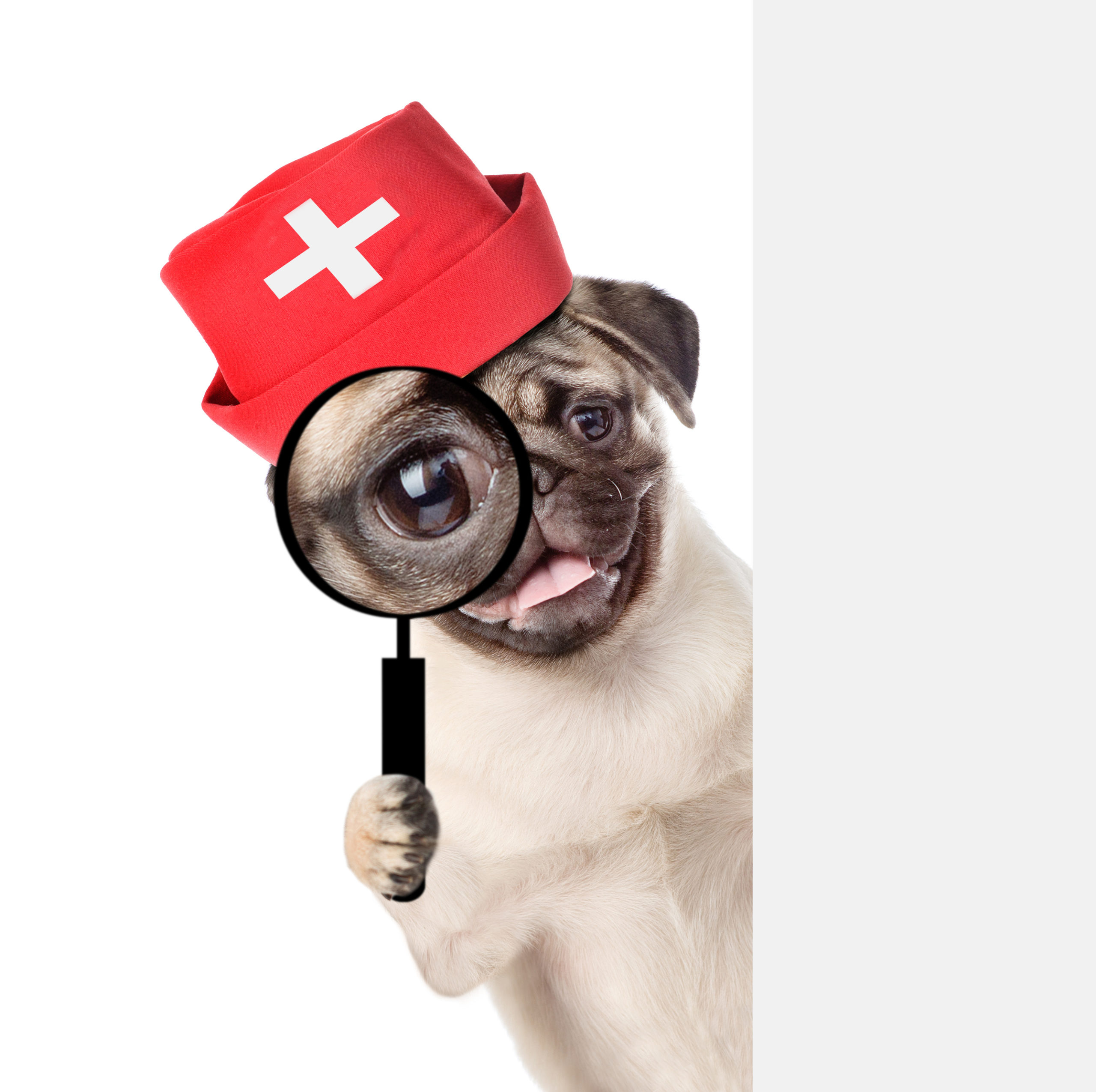 Pug with a magnifying glass