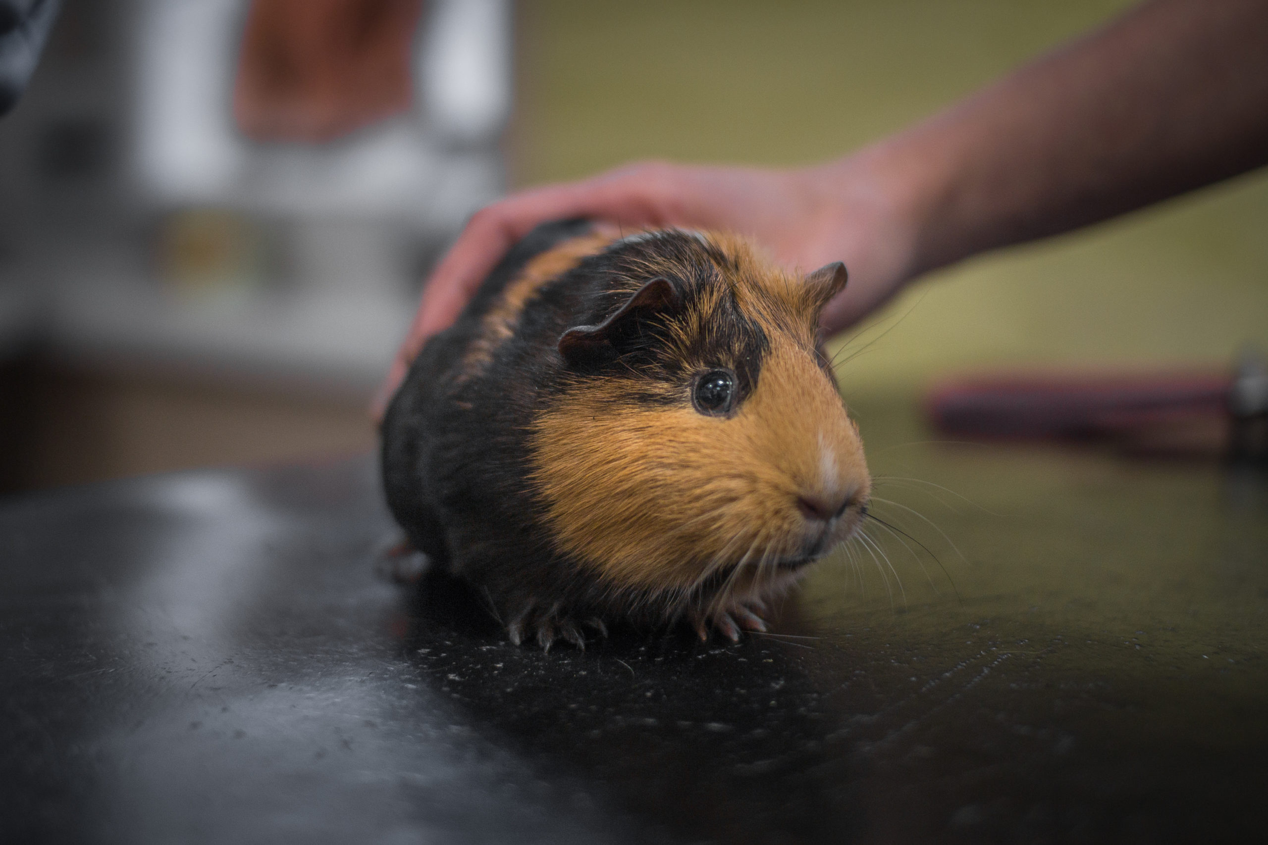 Petting a guinea pig health checks for animals