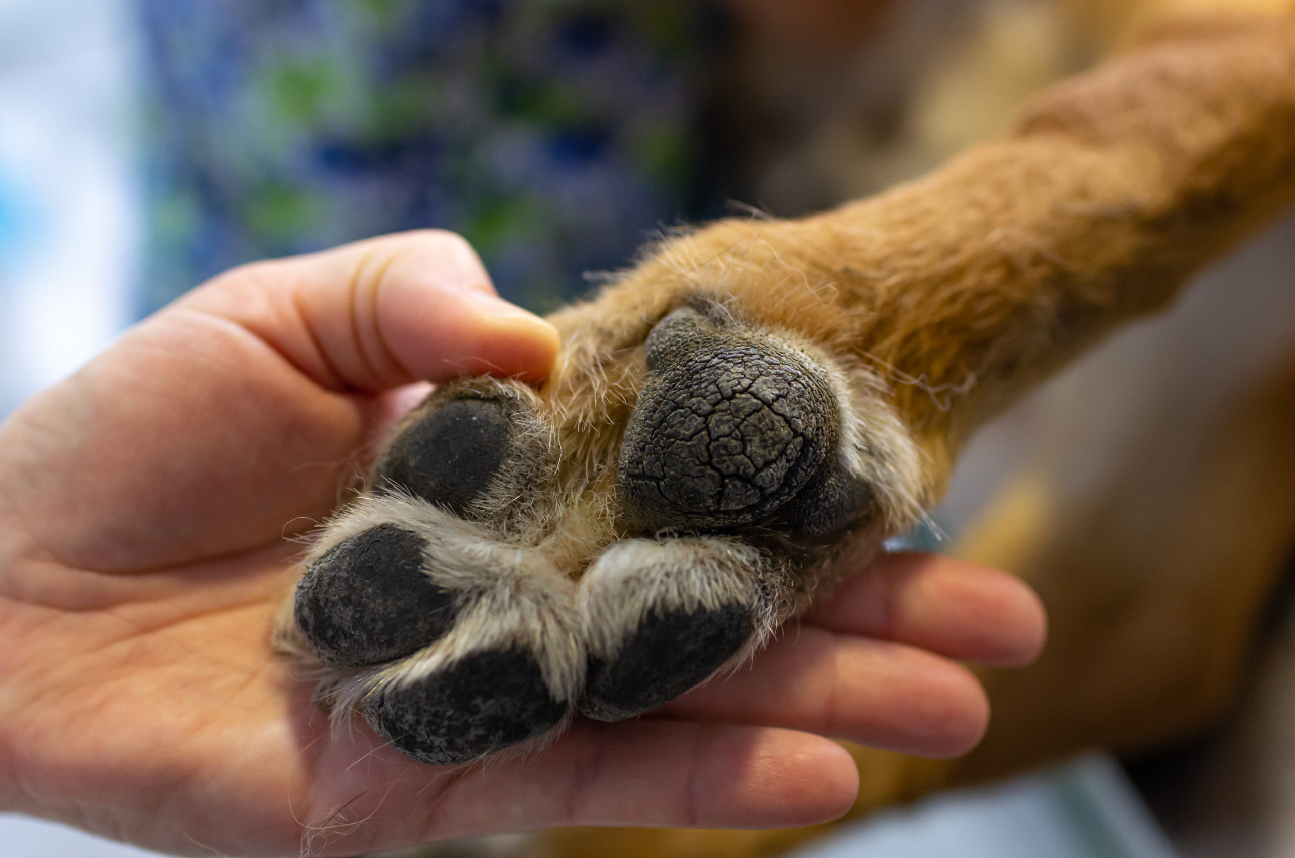 Checking a pet's feet health checks for animals
