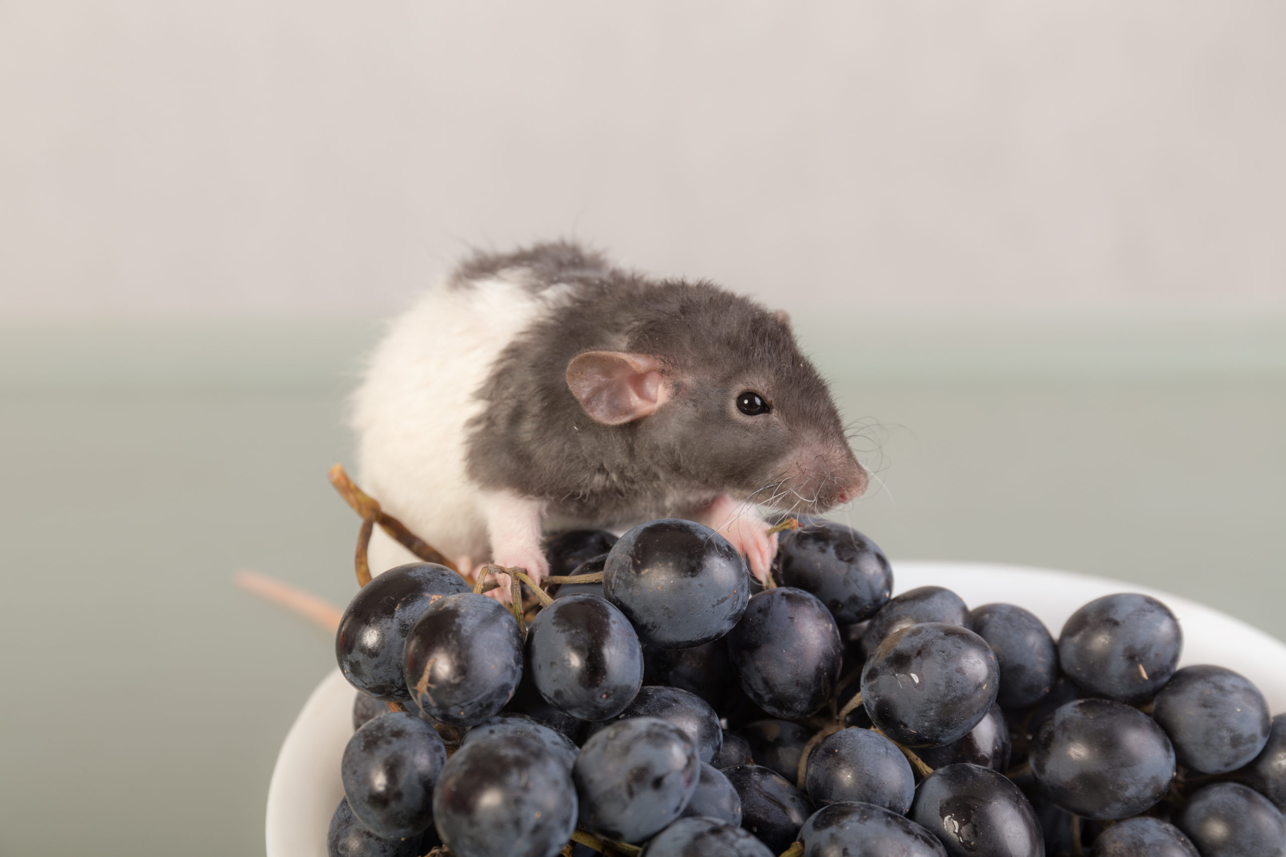Rat with purple grapes