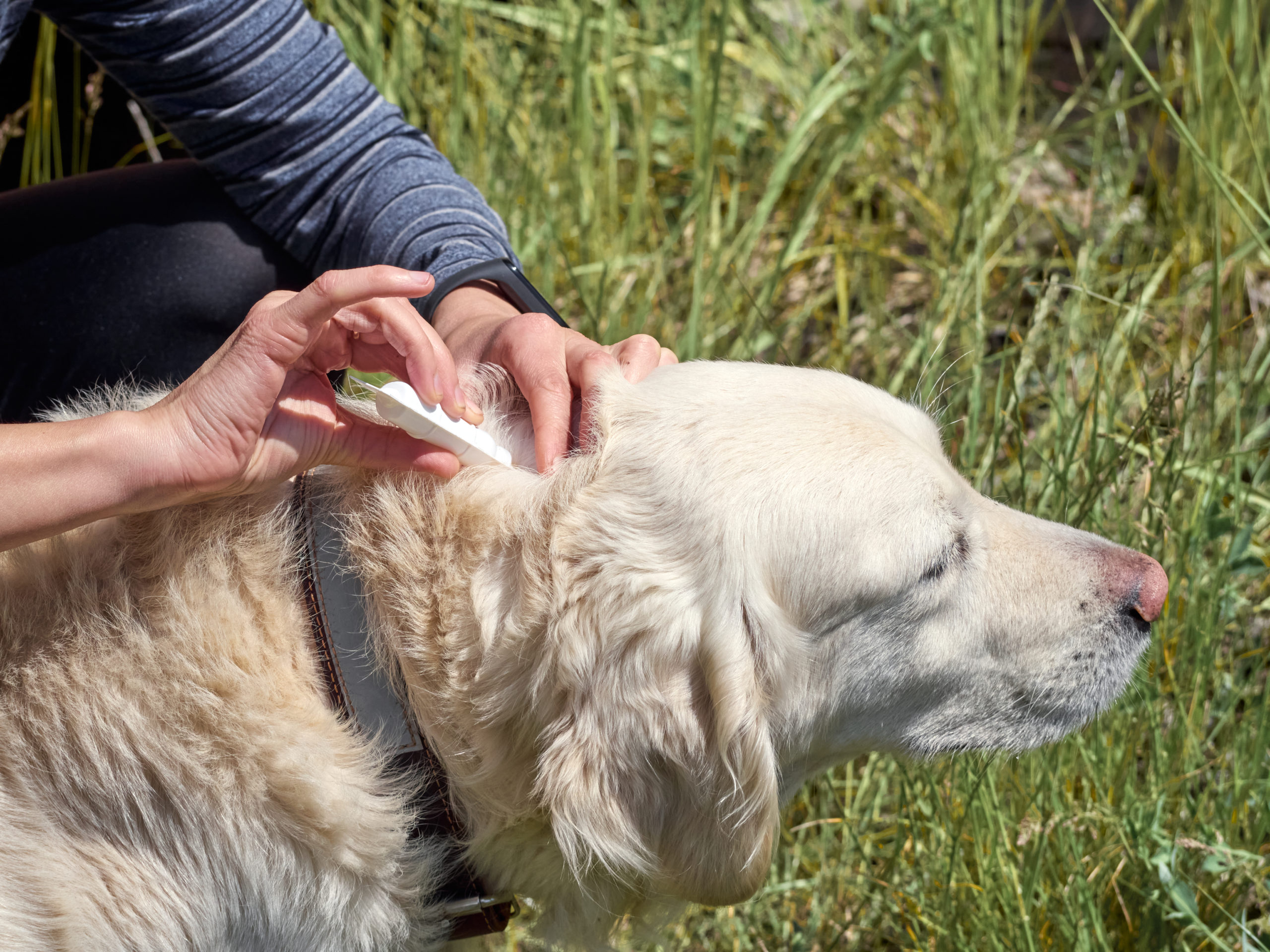 Dog getting flea preventative  Health Checks for Animals