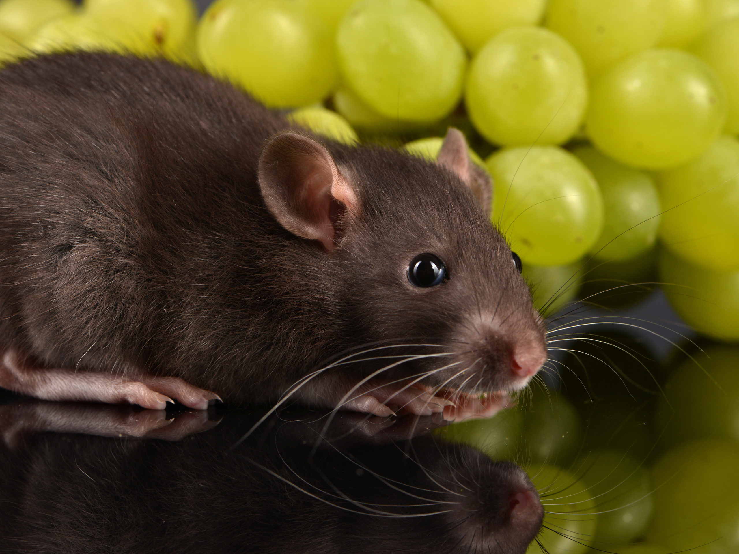 Rat with green grapes