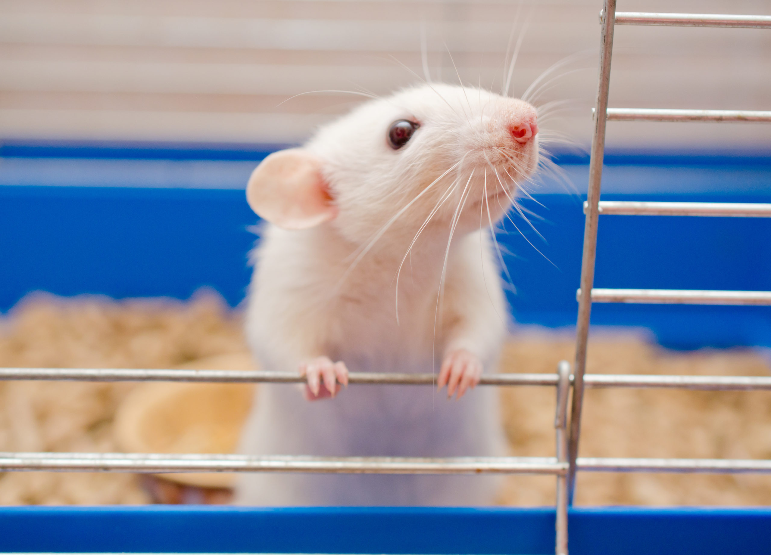 How Can I Tell if My Mouse is Sick? How Can I Help? | Small Pet Select