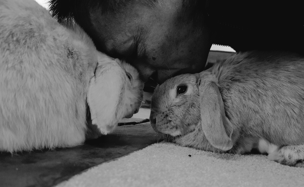 Through Abigail's Eye - Dad spends time with the buns