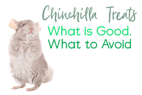 chinchilla treats