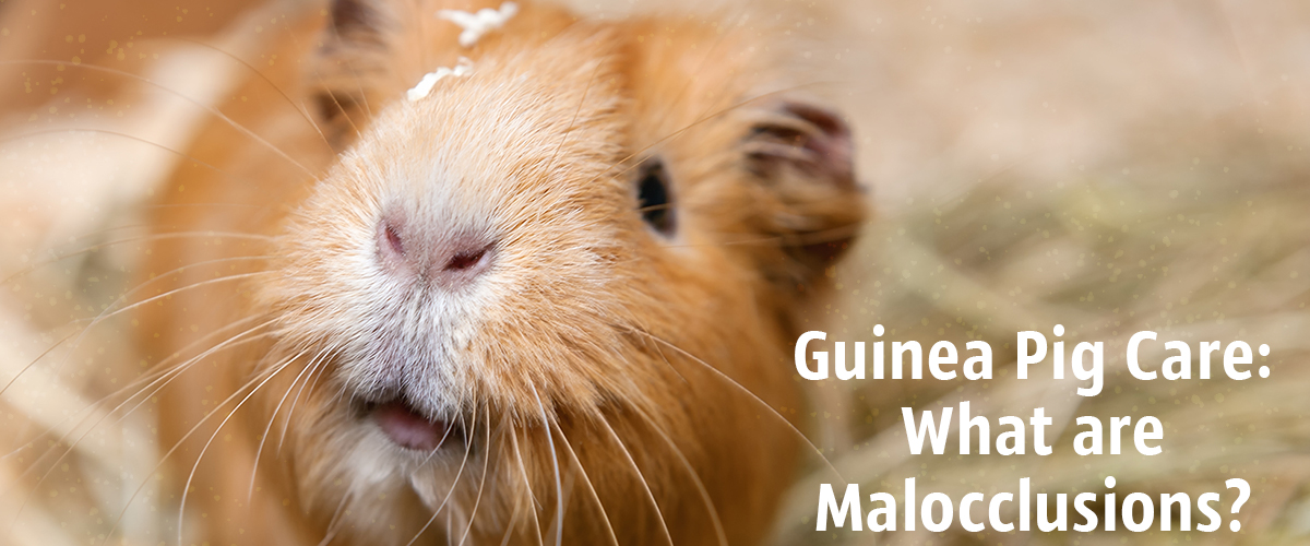 Cavy Care What are Guinea Pig Malocclusions Small Pet Select