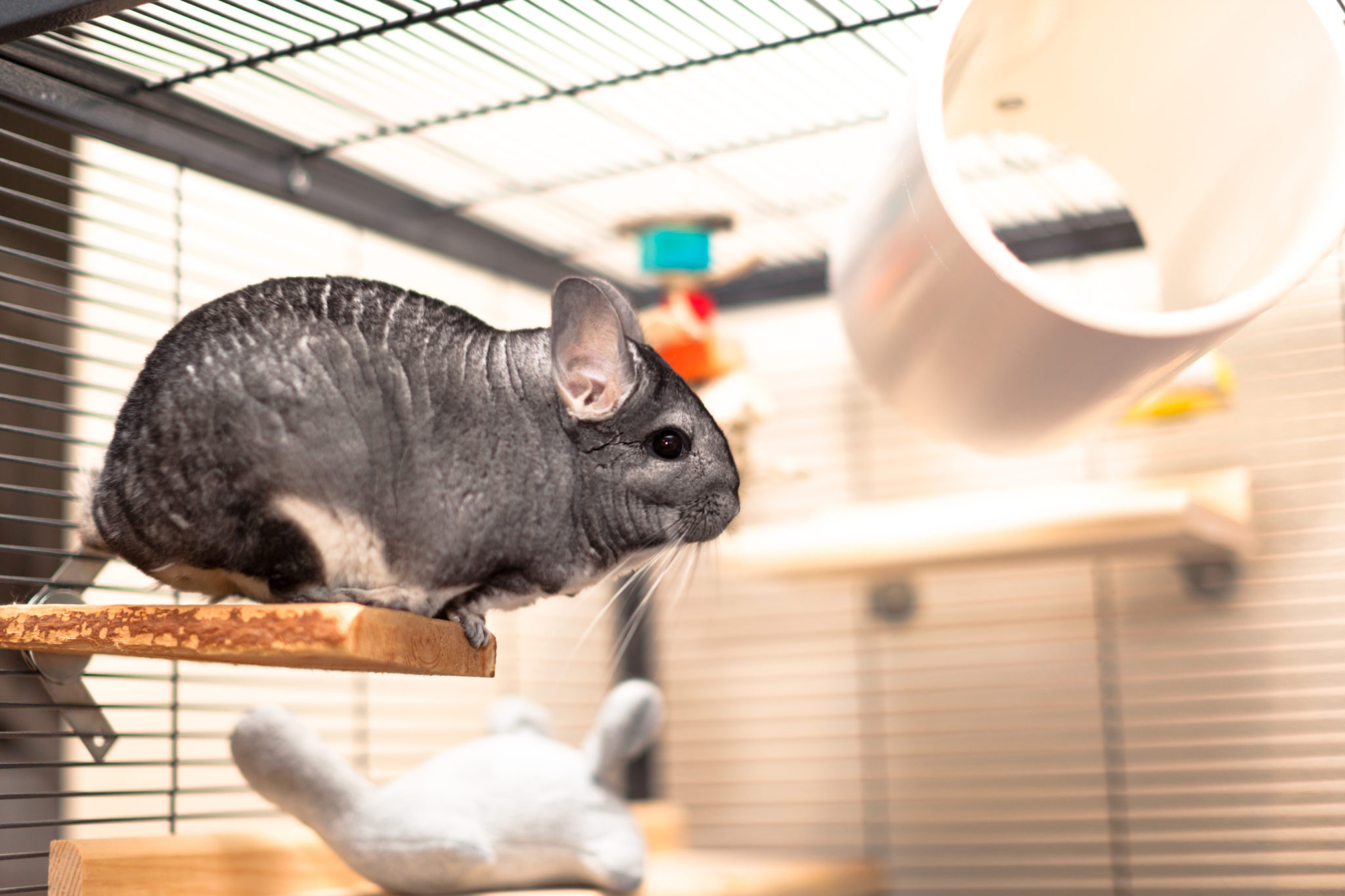 Chinchilla Boredom Breakers Keeping Yours Stimulated Small Pet Select