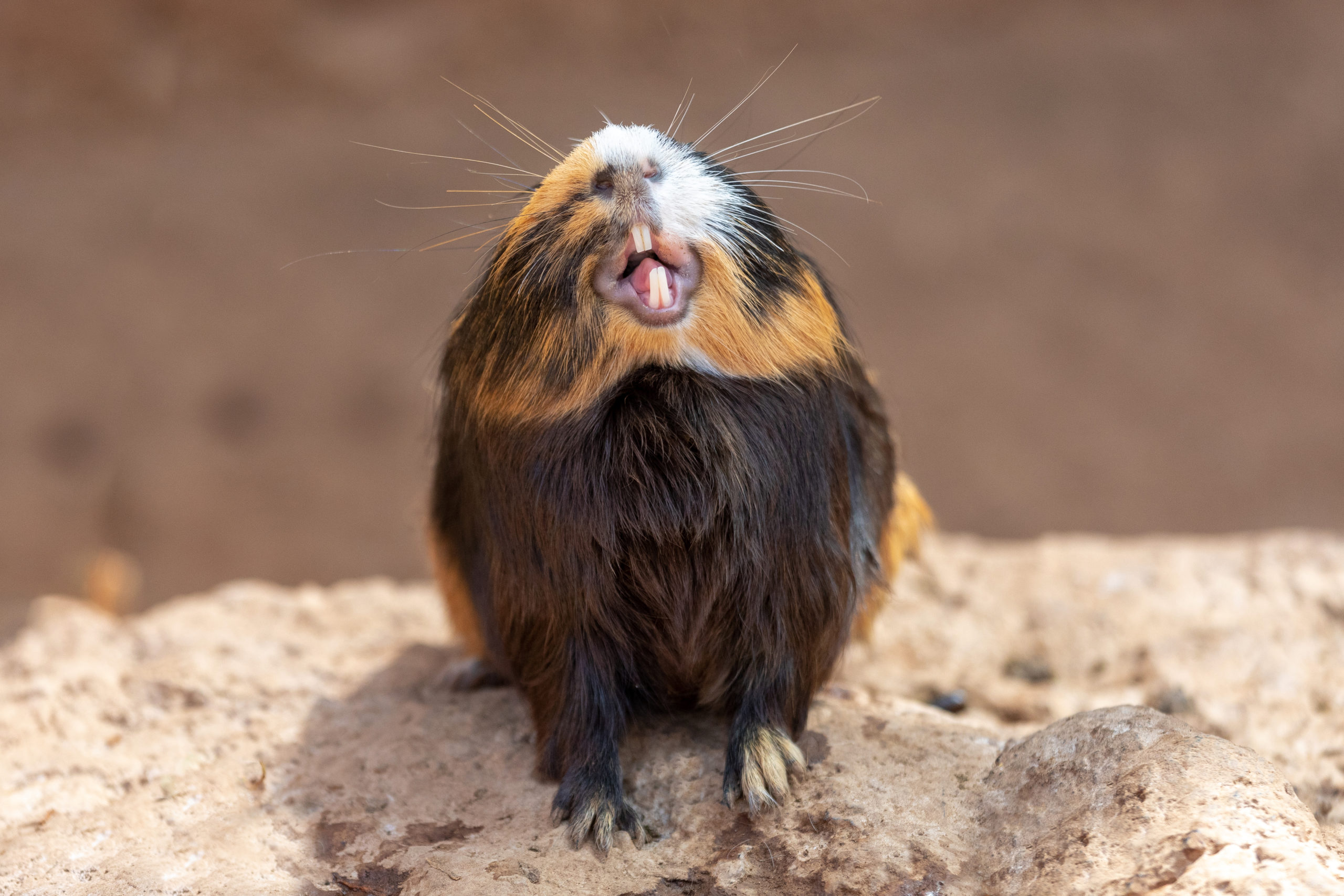 Guinea pig with open mouth
