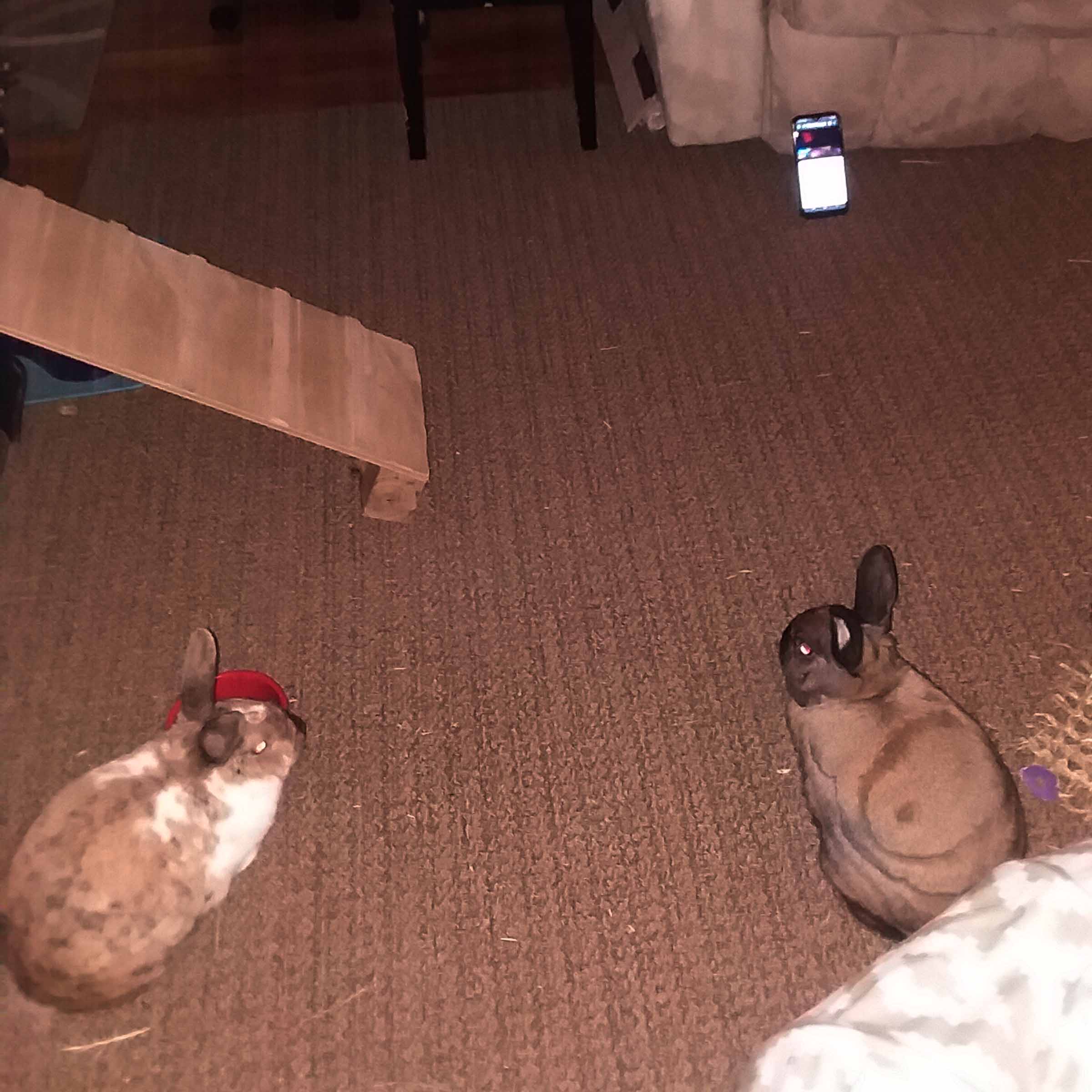 Goober and Raisinet share Abigail's ritual of listening to "1000 Ears" every night on their bun mom's phone.