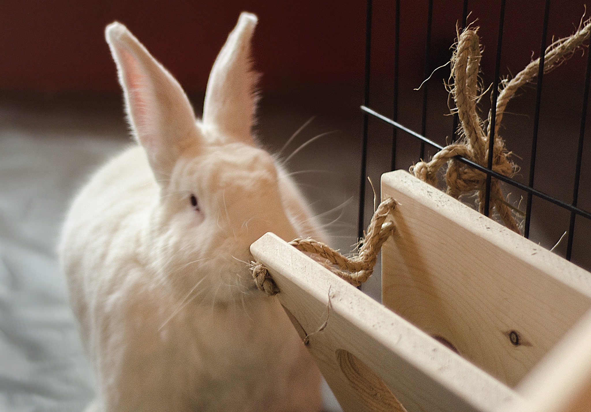 Belinda the spokesrabbit poses with an empty hay holder.