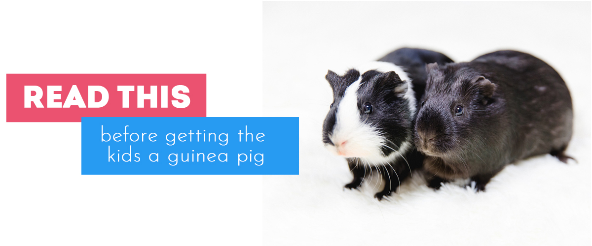 Guinea pigs and sales children