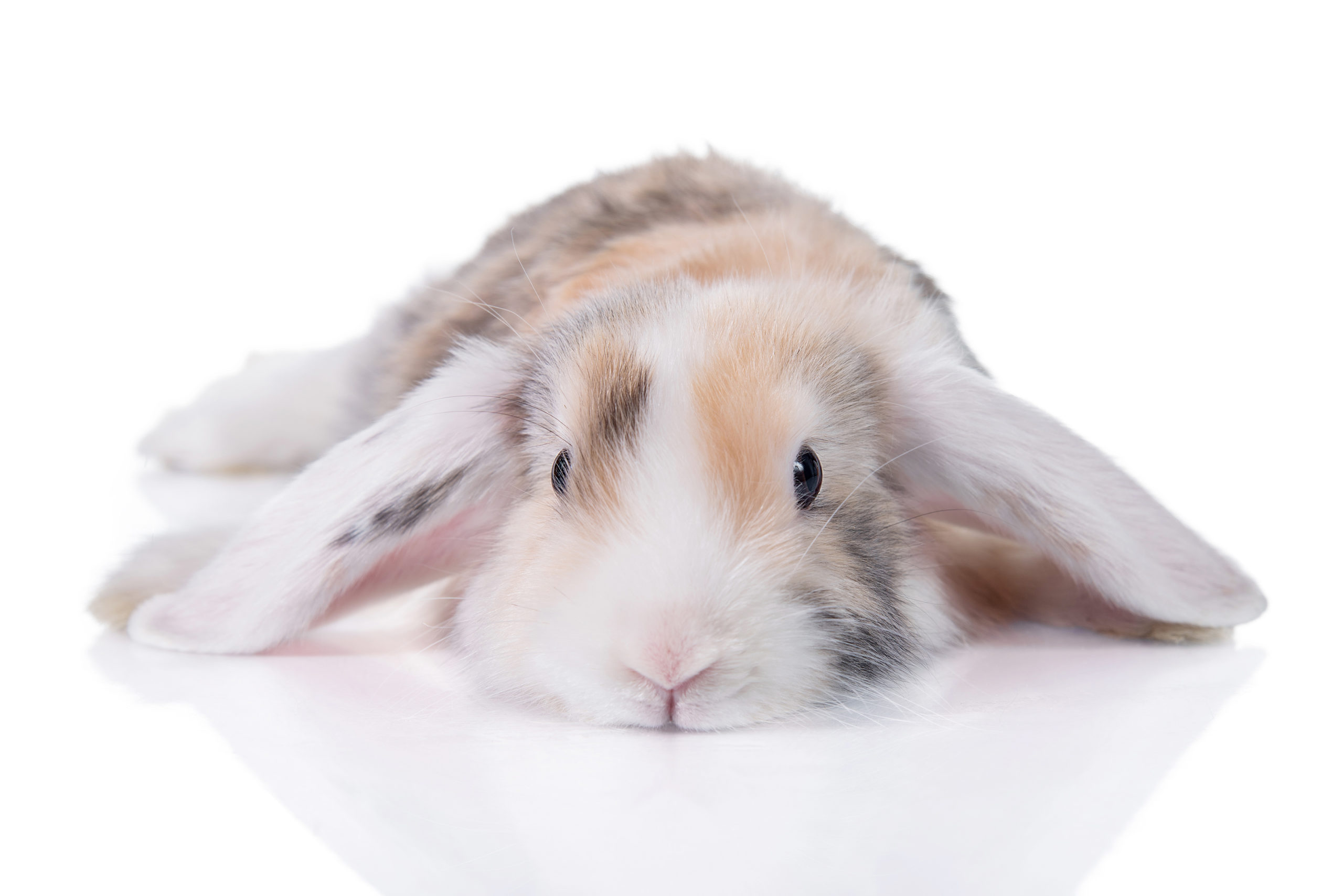 Brown and white lop eared rabbit