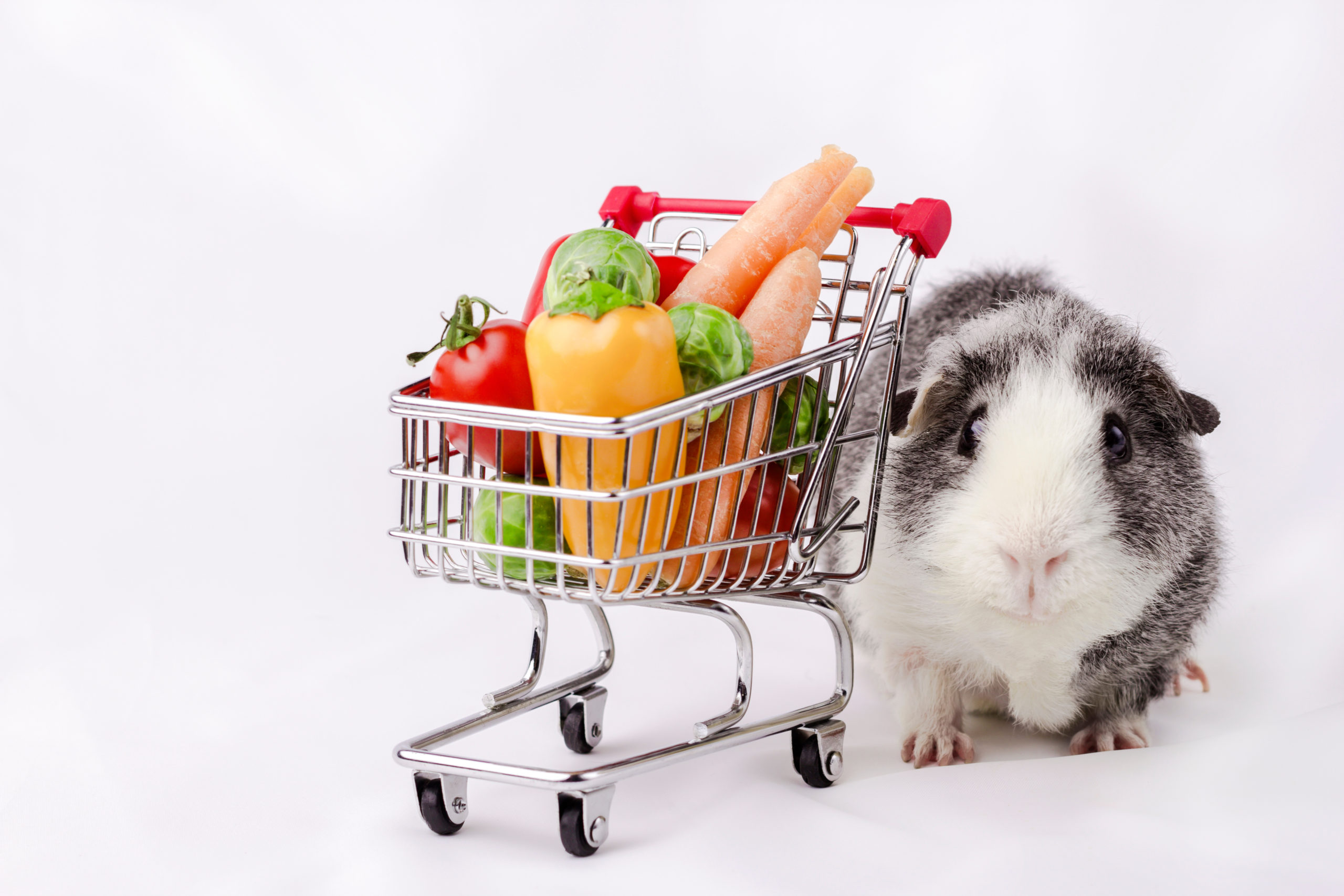 Guinea Pig shopping for treats Guinea Pig shopping for treats