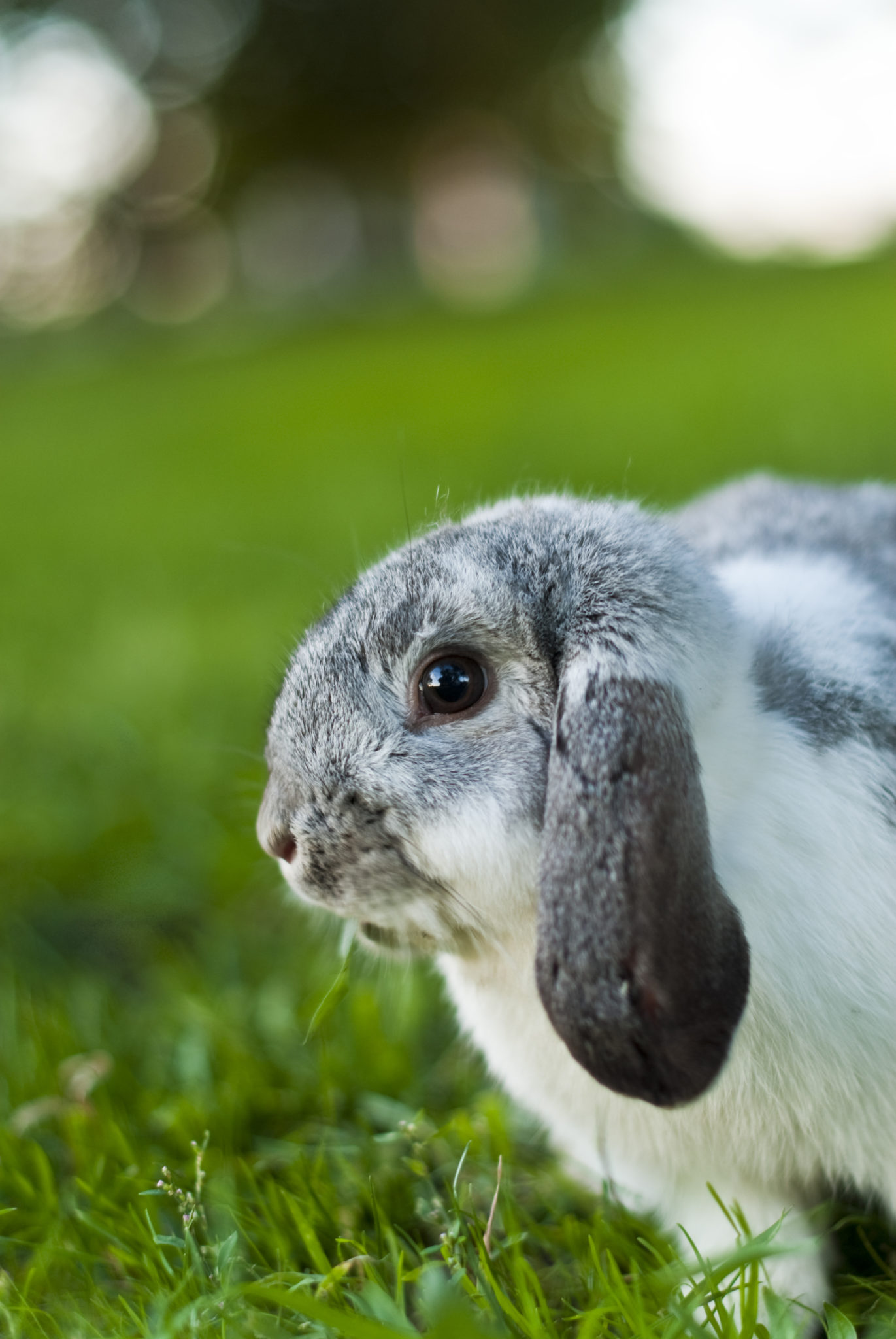 Why do Some Rabbits Have Lop Ears? Small Pet Select
