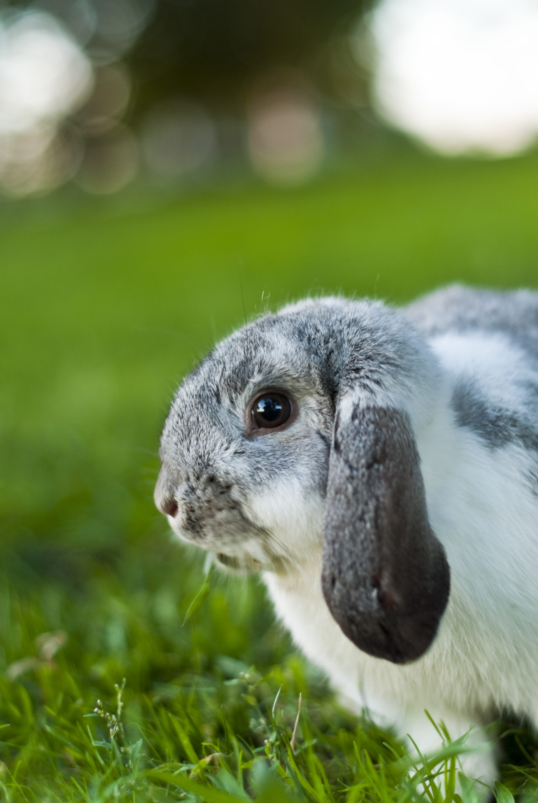 Gray and white lop eared rabbit