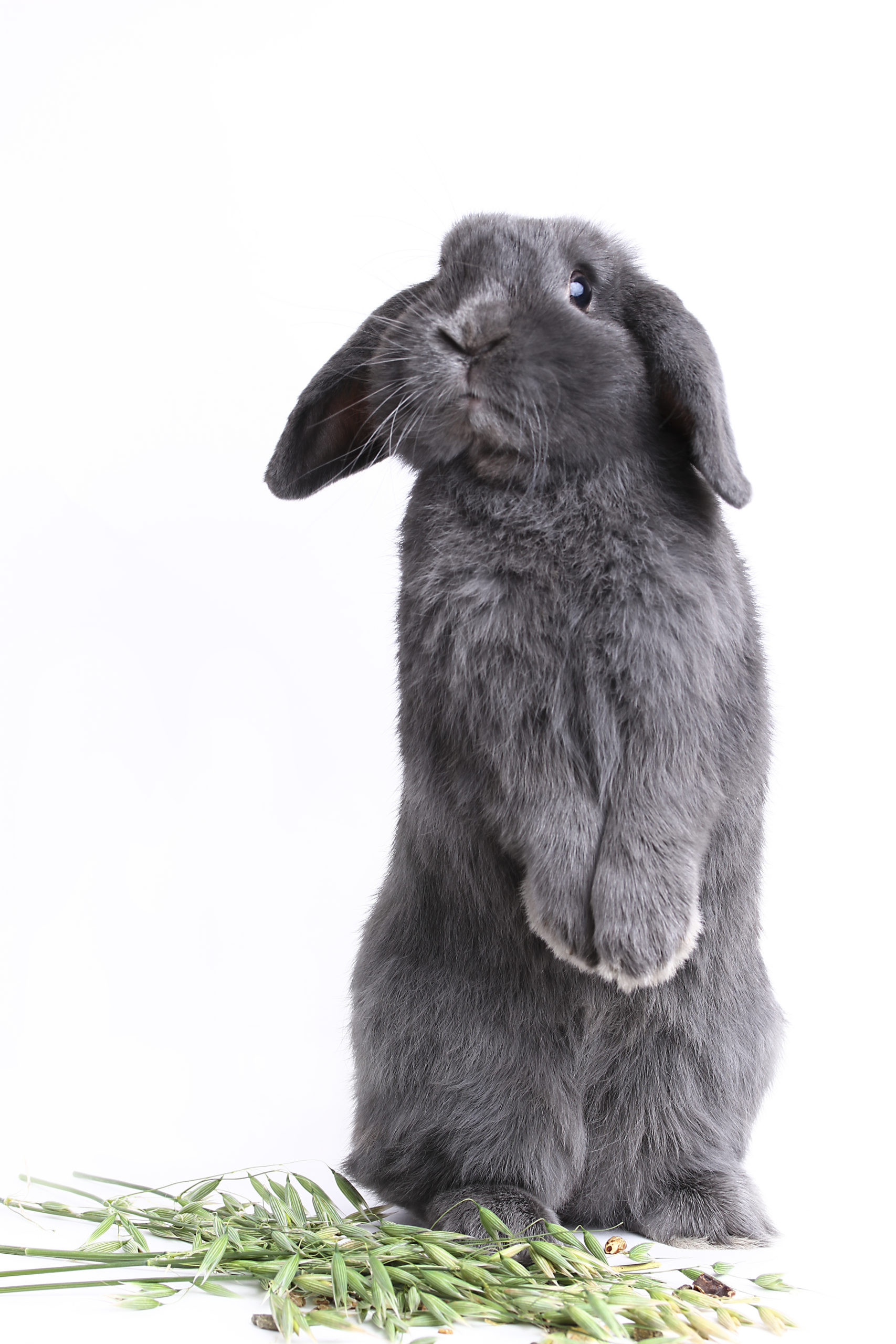 Standing lop eared rabbit