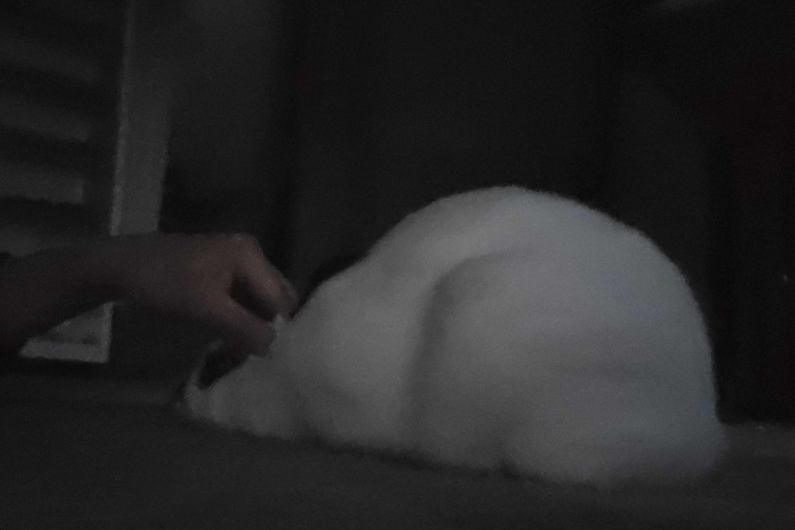 When the power goes out, there's nothing to do but pet the bunnies!