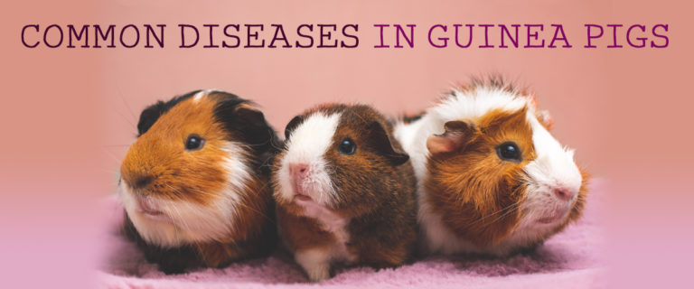 Common guinea pig store illnesses