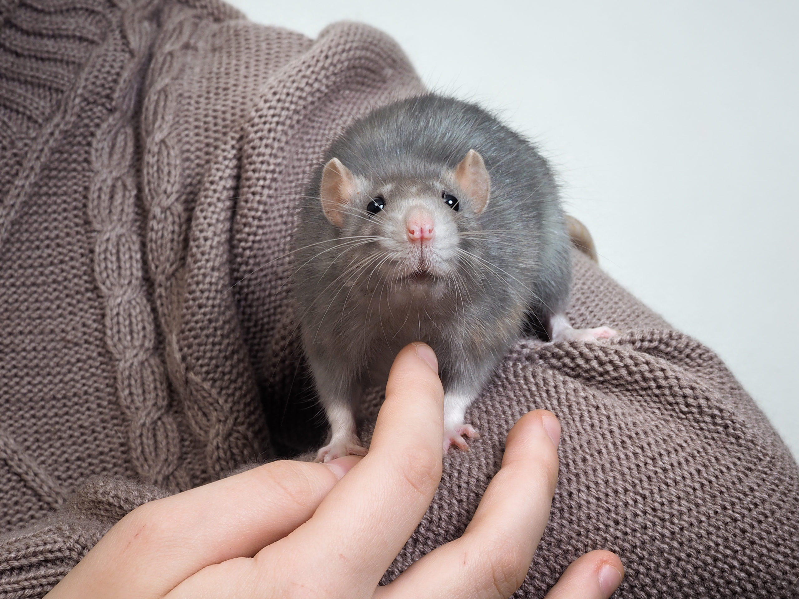 Rat on a sweater