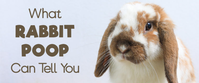 what-rabbit-poop-can-tell-you-blog_1200x500