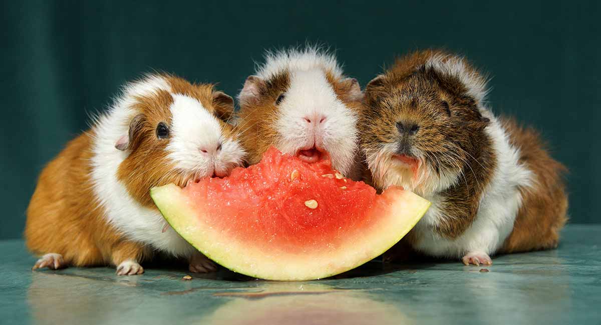 Guinea pigs sharing watermelon