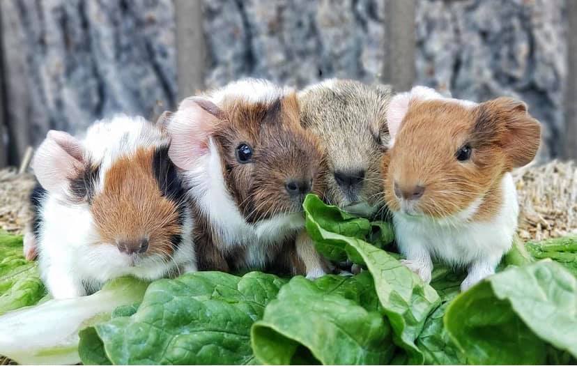 Baby guinea pigs at the rescue