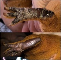 Fungal guinea pig feet before and after bath