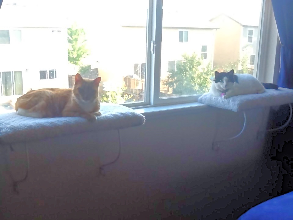Golden and Sydney on their window perches
