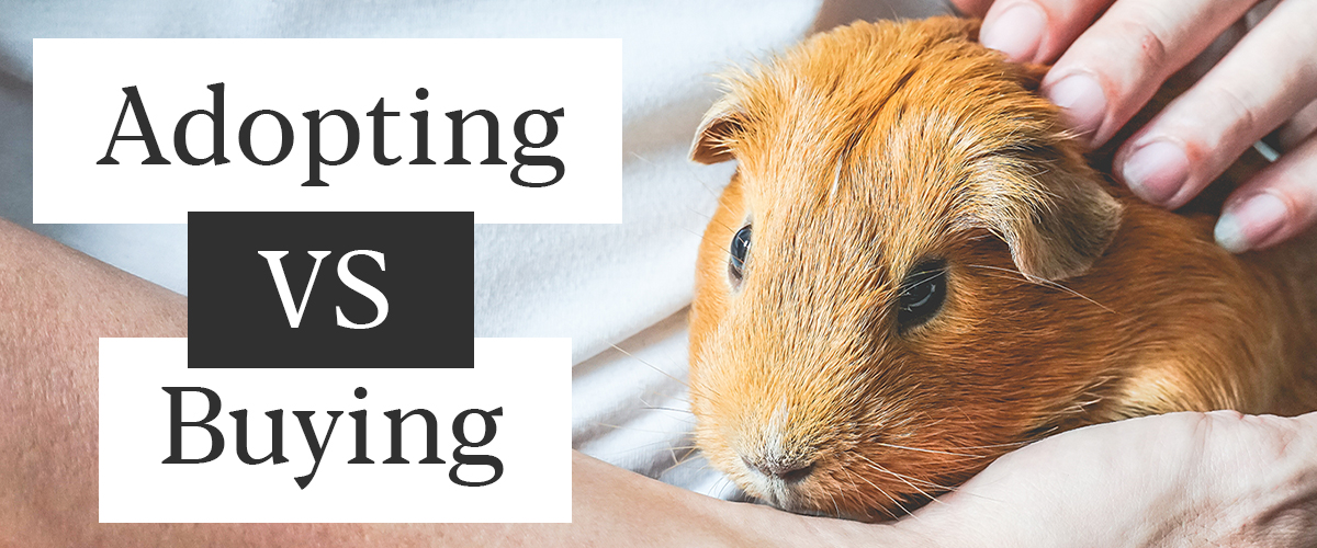 Guinea Pigs: Why They're Not Starter Pets