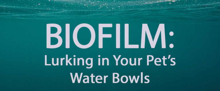 biofilm lurking in your pets' water bowls