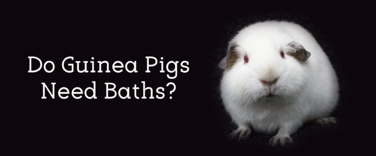 do-guinea-pigs-need-baths-blog_1200x500