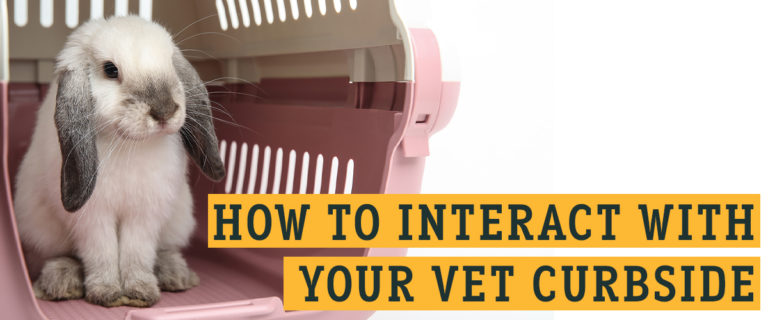 How to interact with curbside vet