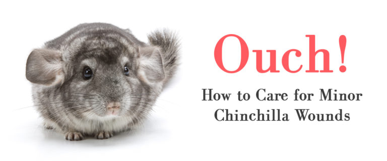 How to care for chinchilla wounds