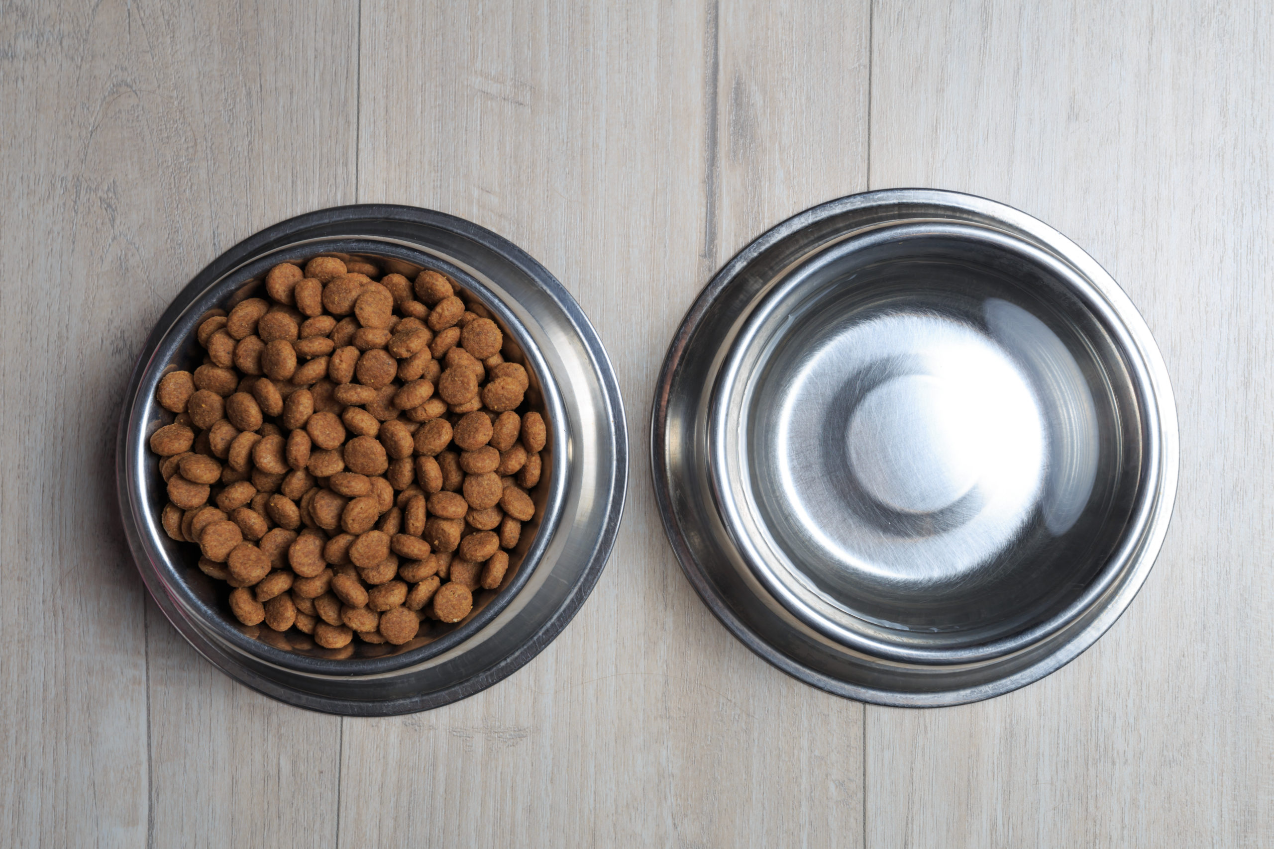 Pet food and water bowls