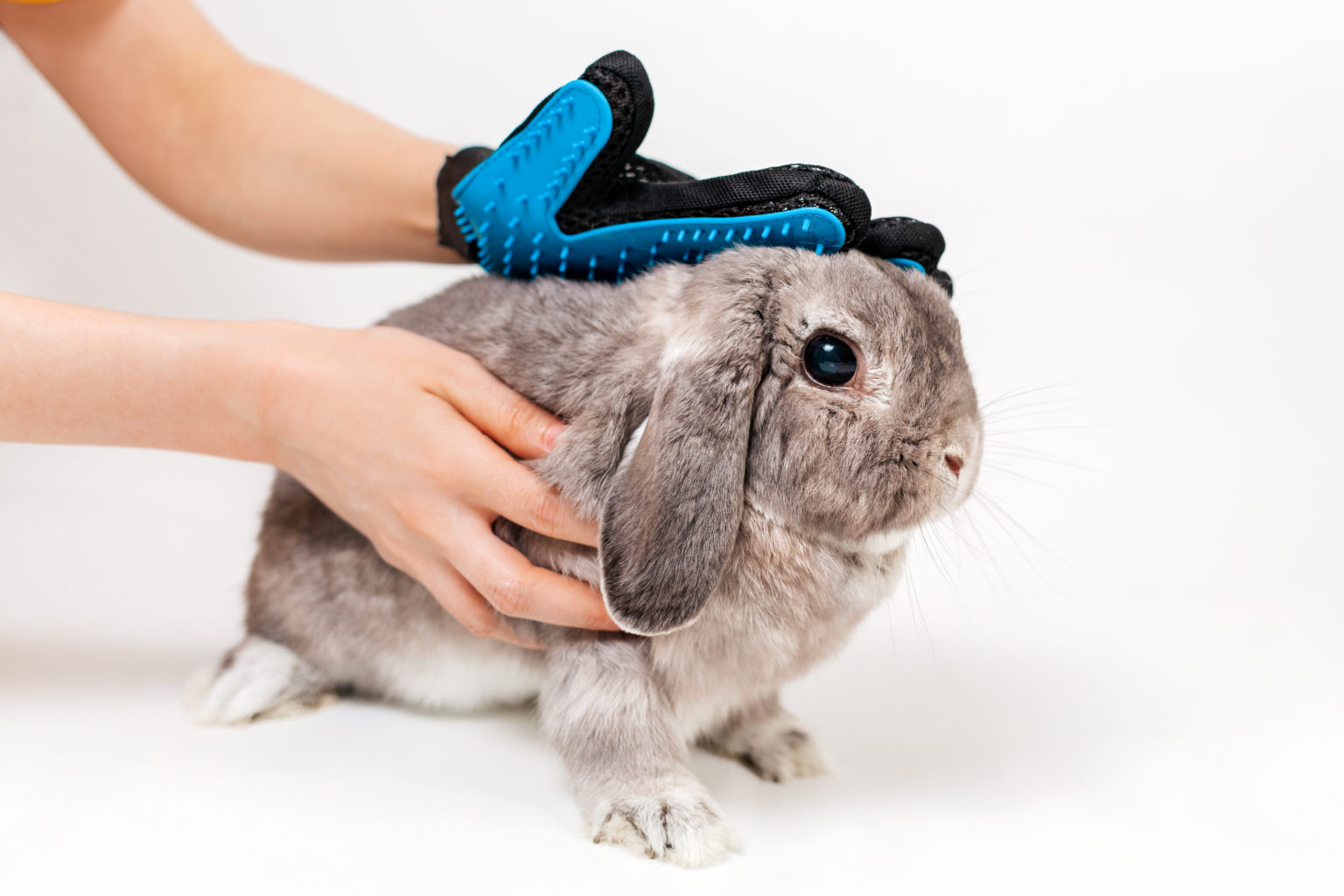 What are the Symptoms of Heatstroke in Rabbits? Small Pet Select