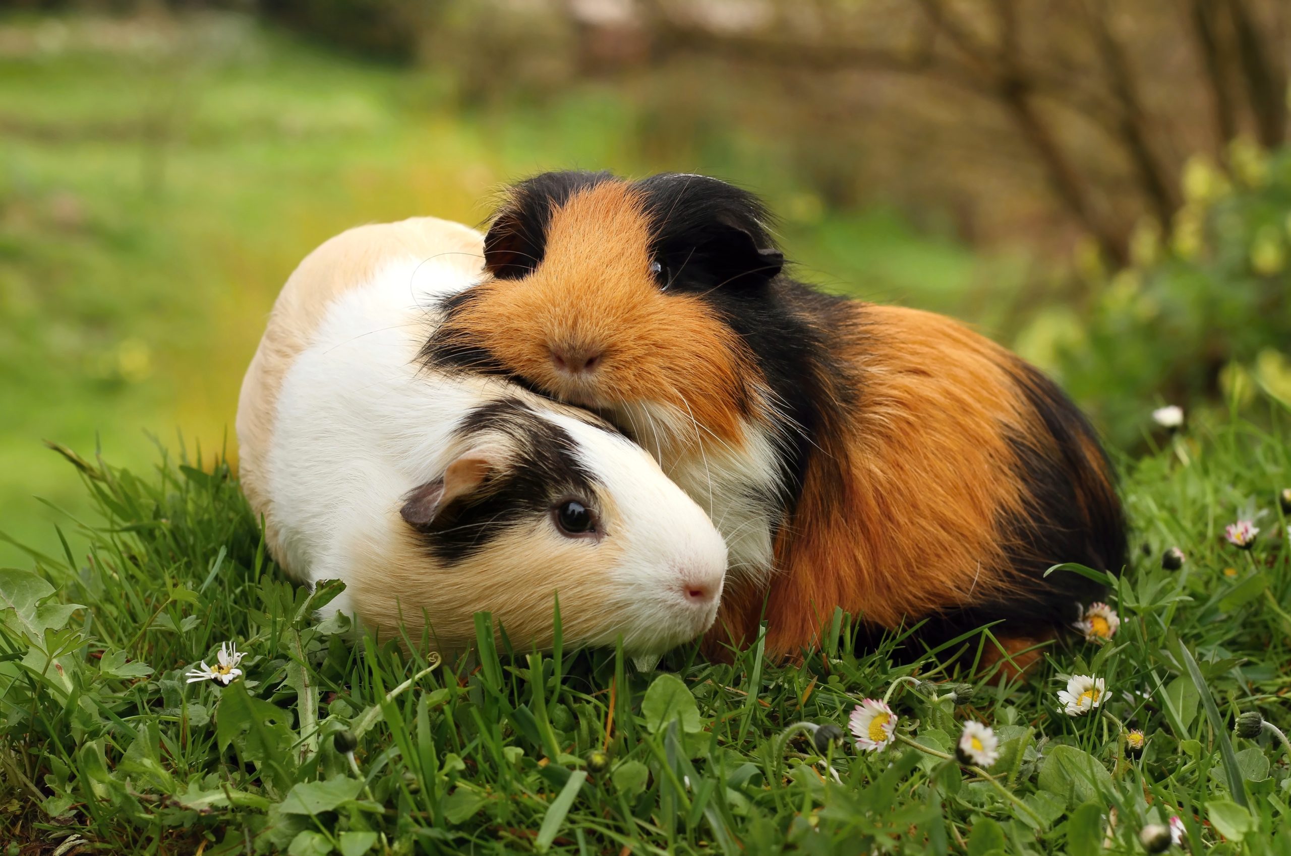 Guinea pigs cuddling