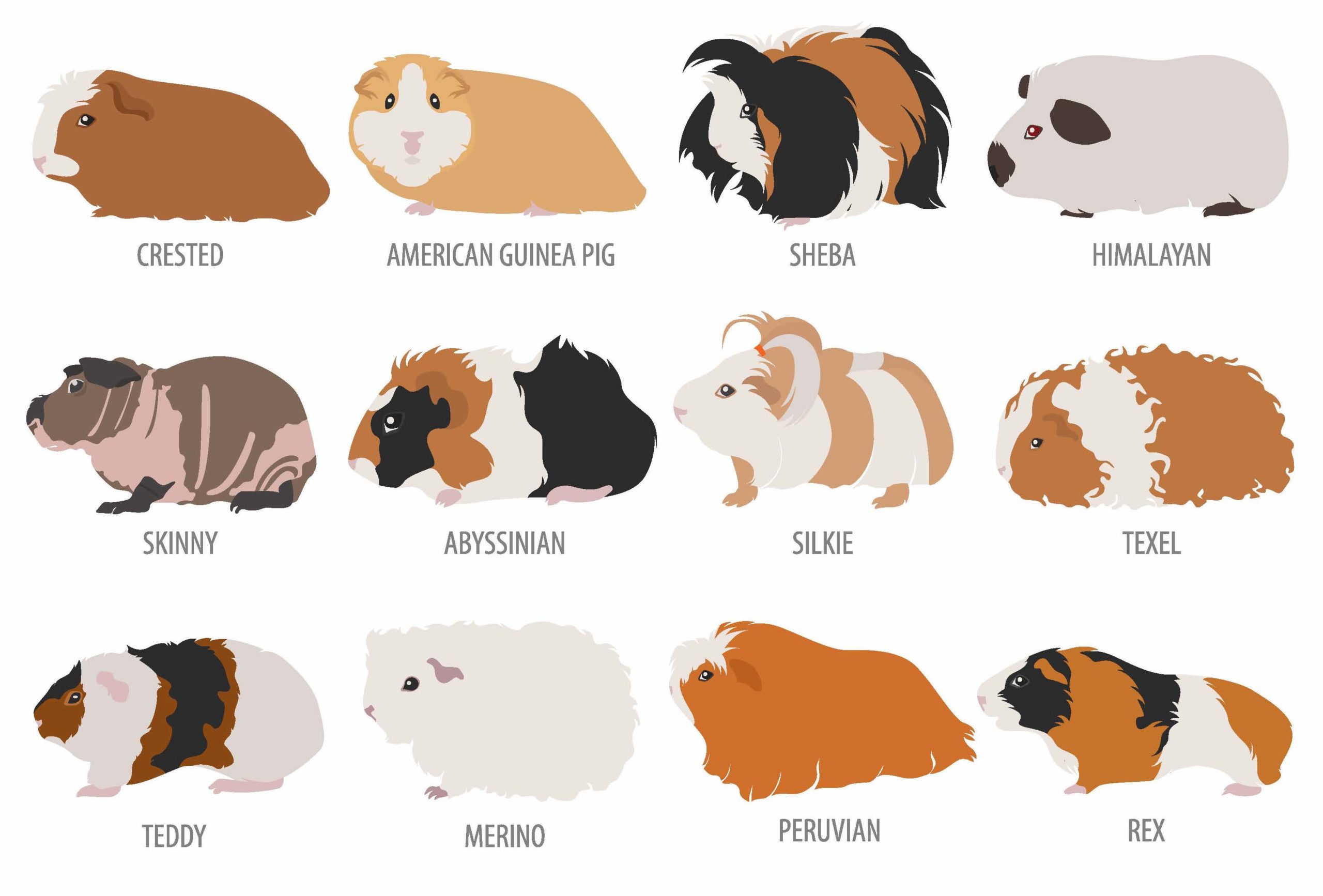 Guinea pig breeds